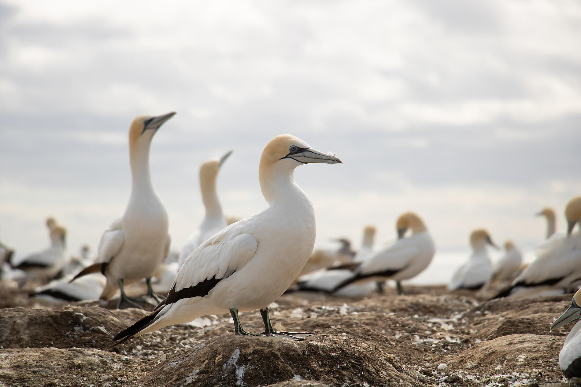 N-535_R200319_Napier_New-Zealand_Fou-De-Bassan©Studio PONANT-Charlotte Ortholary.jpg