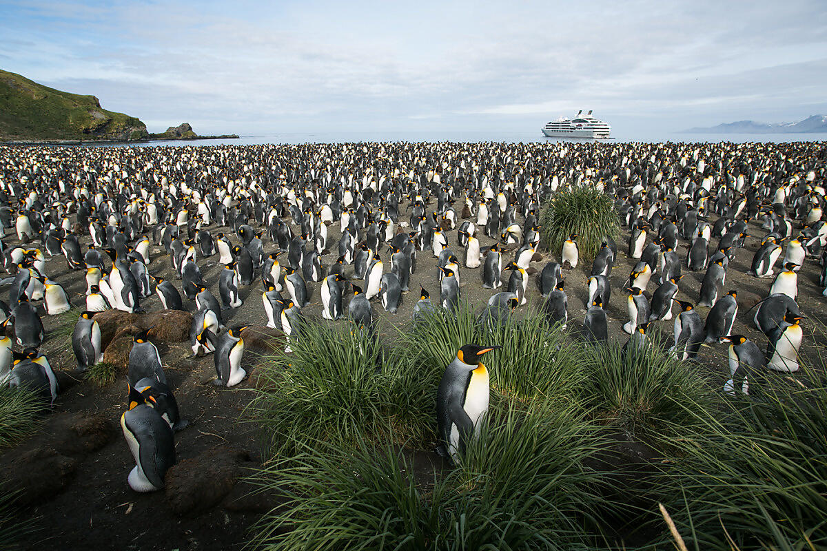 6494- Gold Harbour - Georgie du Sud-OK.JPEG