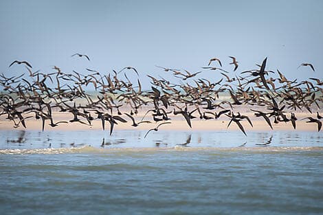 8. Sep 26 - Lacepedeinseln