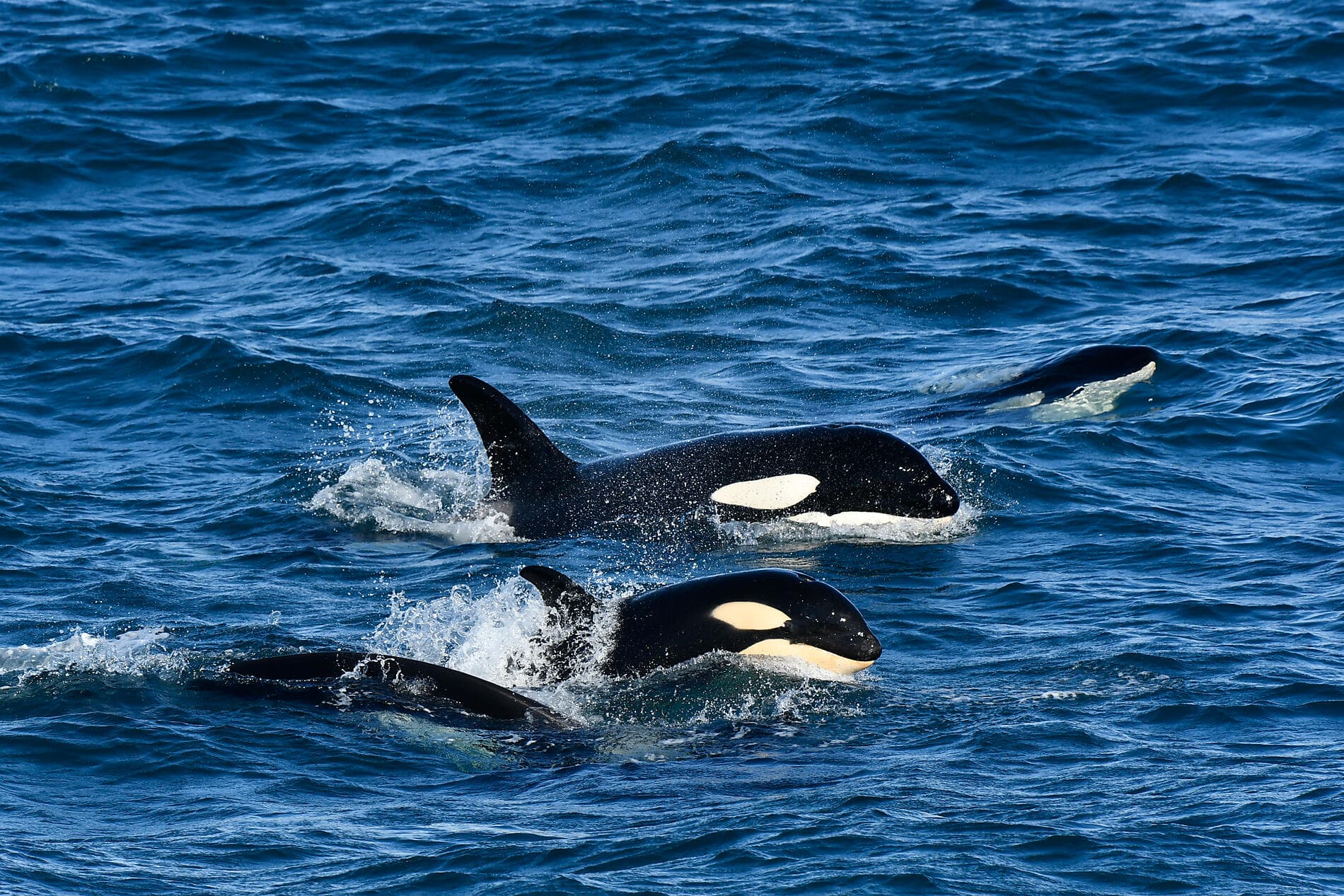 Natur und Traditionen Islands Sylvain Adenot