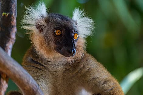 12. Feb 27 - Nosy Komba