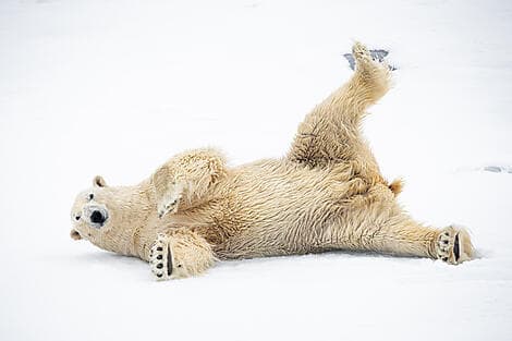 1. Jun 27 > 2. Jun 27 - Entdeckung von Nordost-Grönland