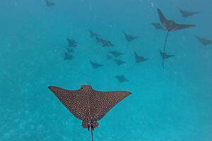 Shark & ray watching by glass bottom boat