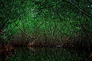 Mangrove in traditional canoe