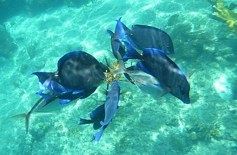 19. Jan 27 - Norman Island