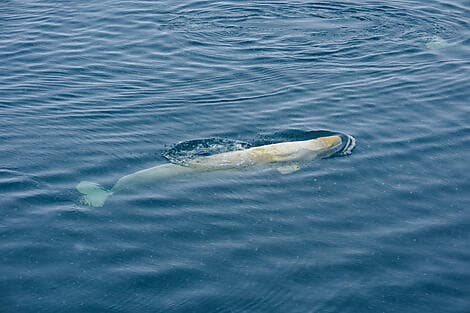 21. Feb 27 - Kreuzen im Sankt-Lorenz-Golf