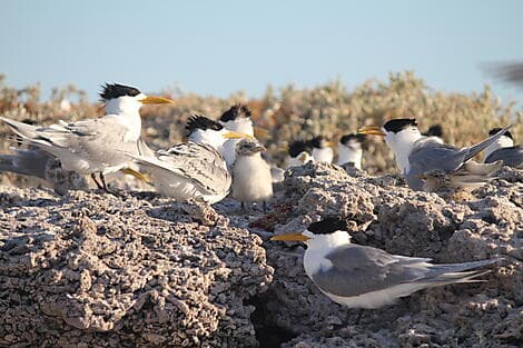 10. Aug 27 - Abrolhos Islands Marine Park