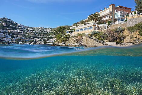 11. Aug 27 - Rosas