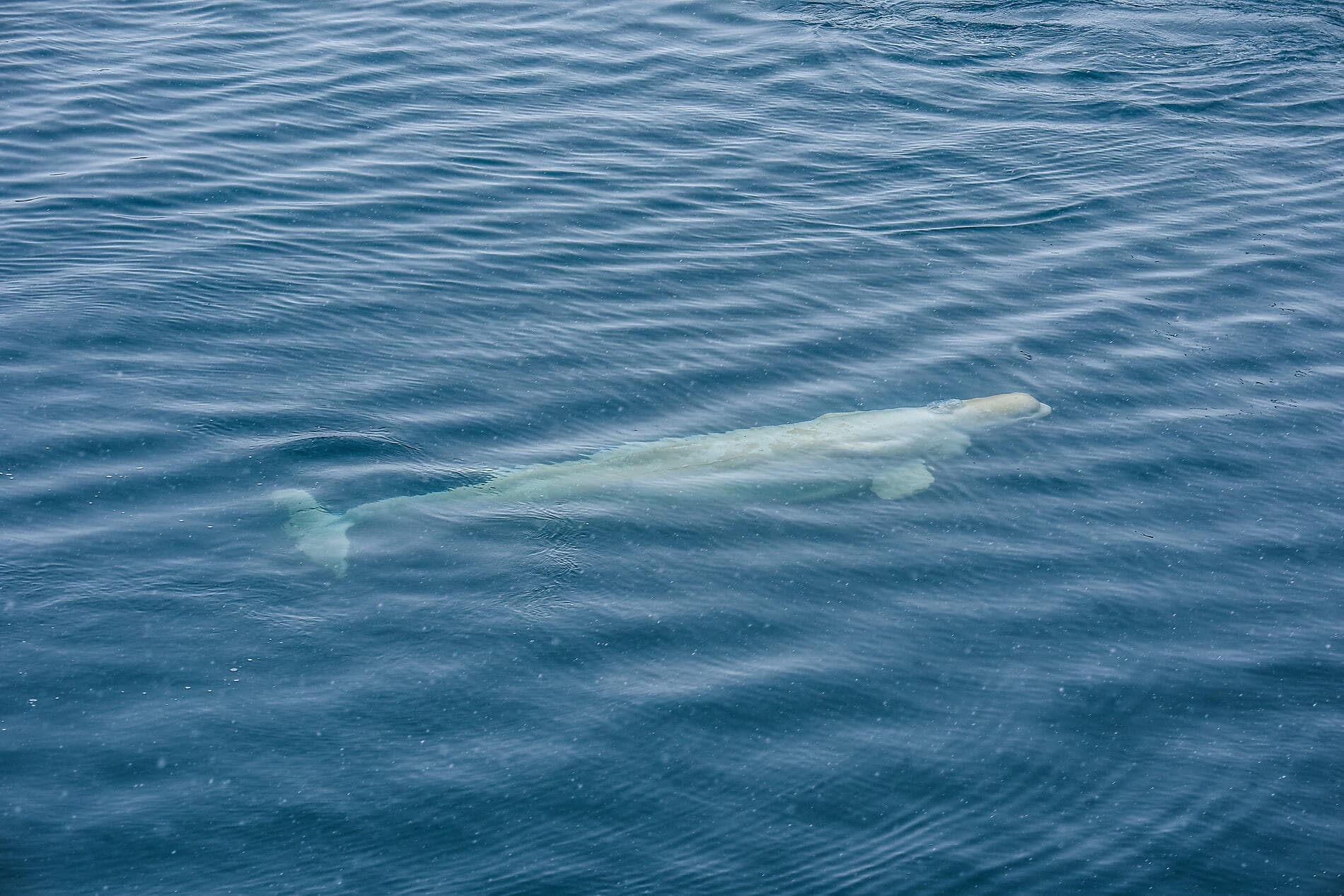 Im Herzen der Nordwestpassage