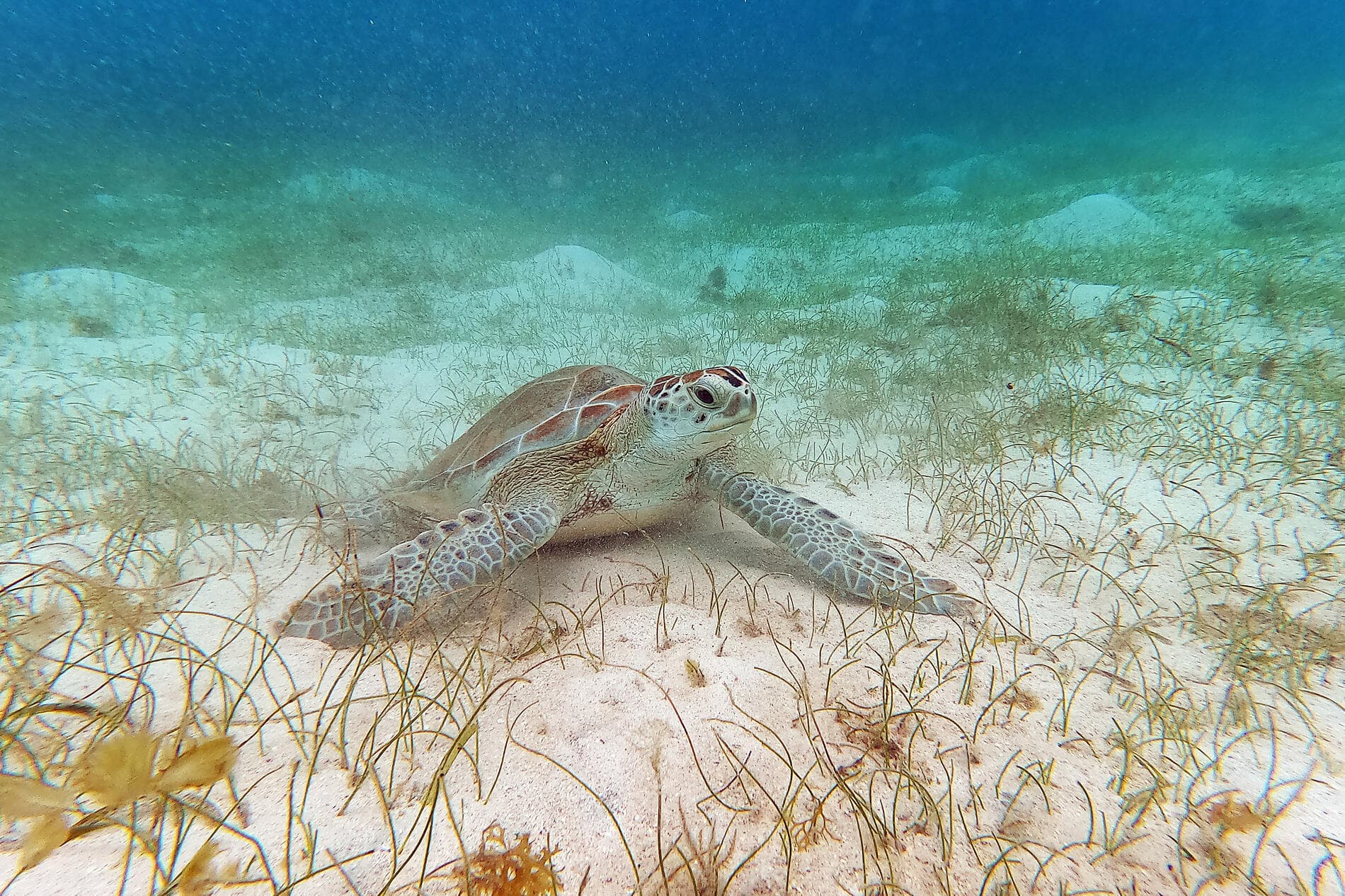 Die Inseln unter dem Winde – Karibik pur