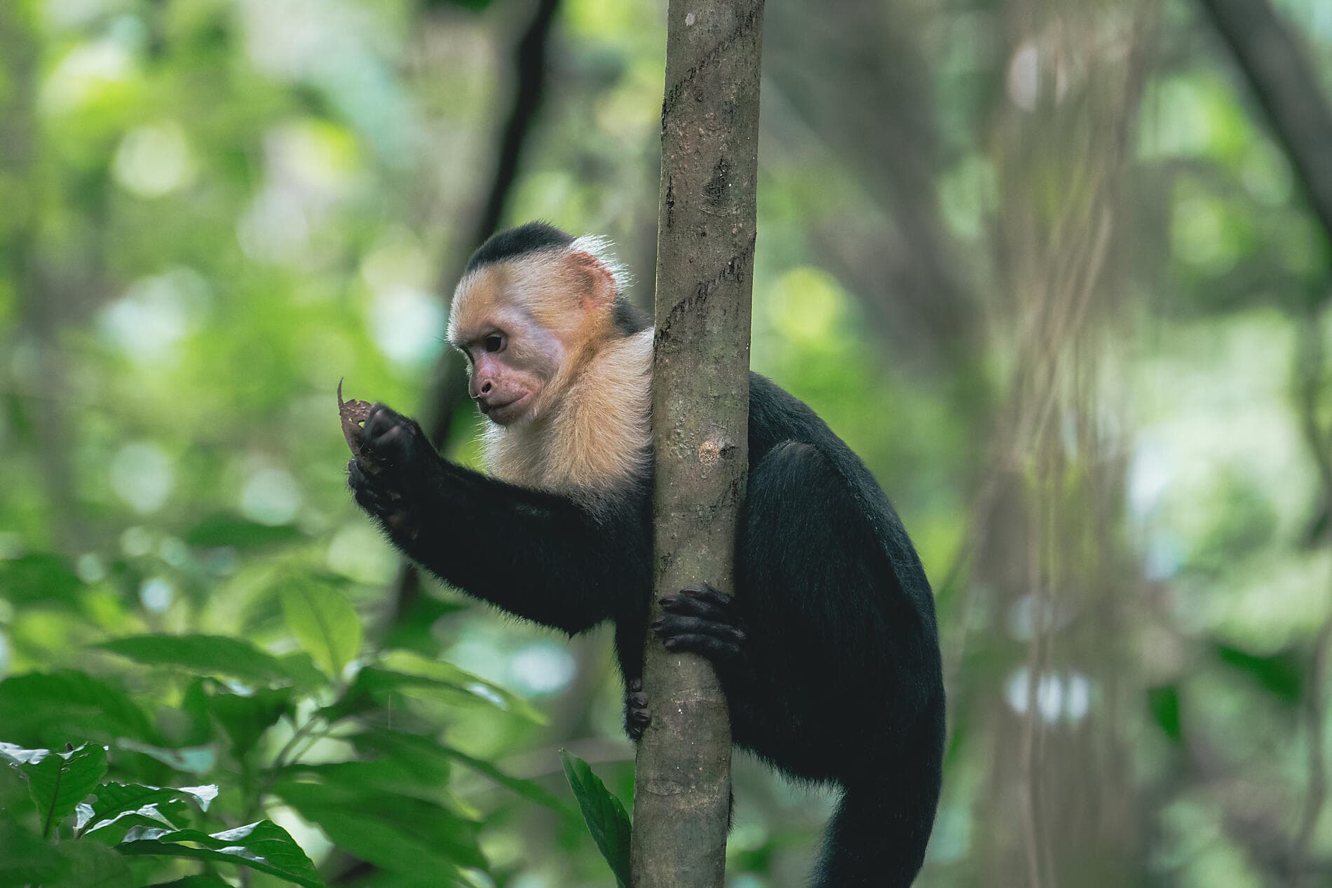 Tropisches Abenteuer in Mittelamerika