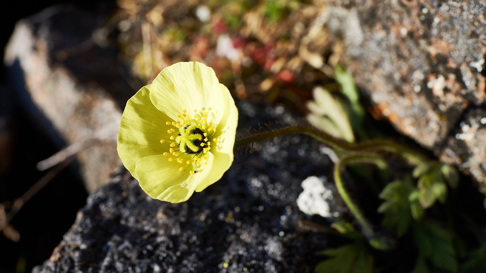 Im Herzen der Nordwestpassage ©N.Dub