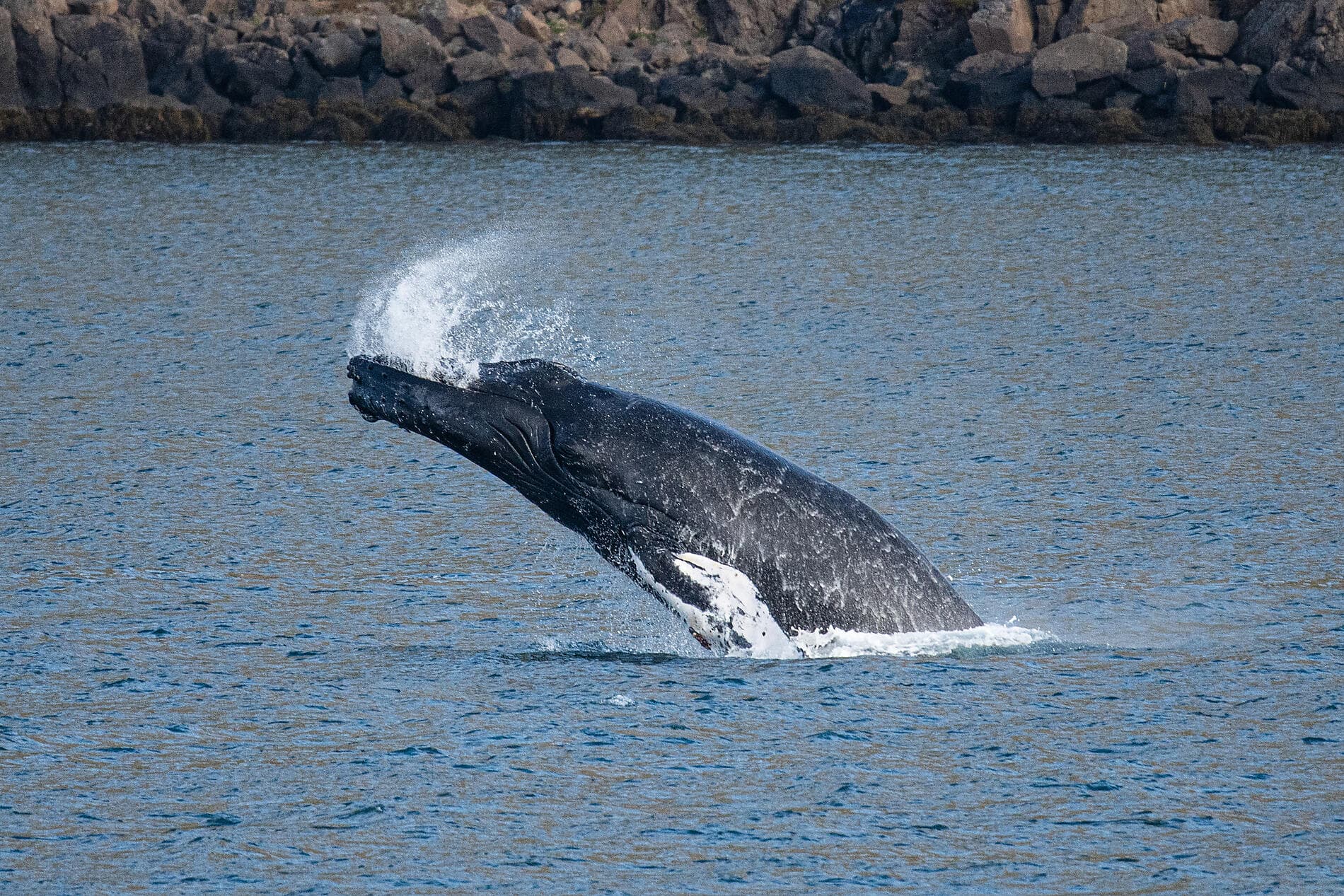 Natur und Traditionen Islands ©Studio PONANT Joanna MARCHI