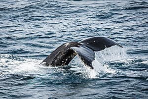 Encounter with whales