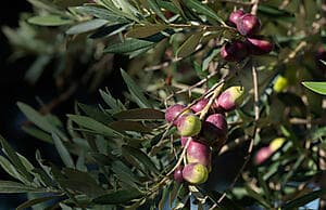 Pinzgauer ride olive oil