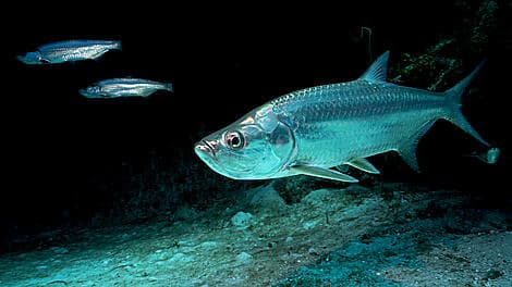 10. Jan 26 - Kere, Bijagos