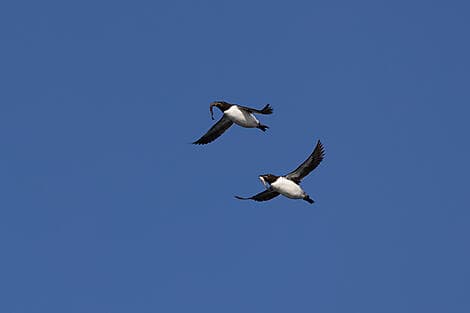 27. Jun 27 - Kreuzen in der Hinlopenstraße