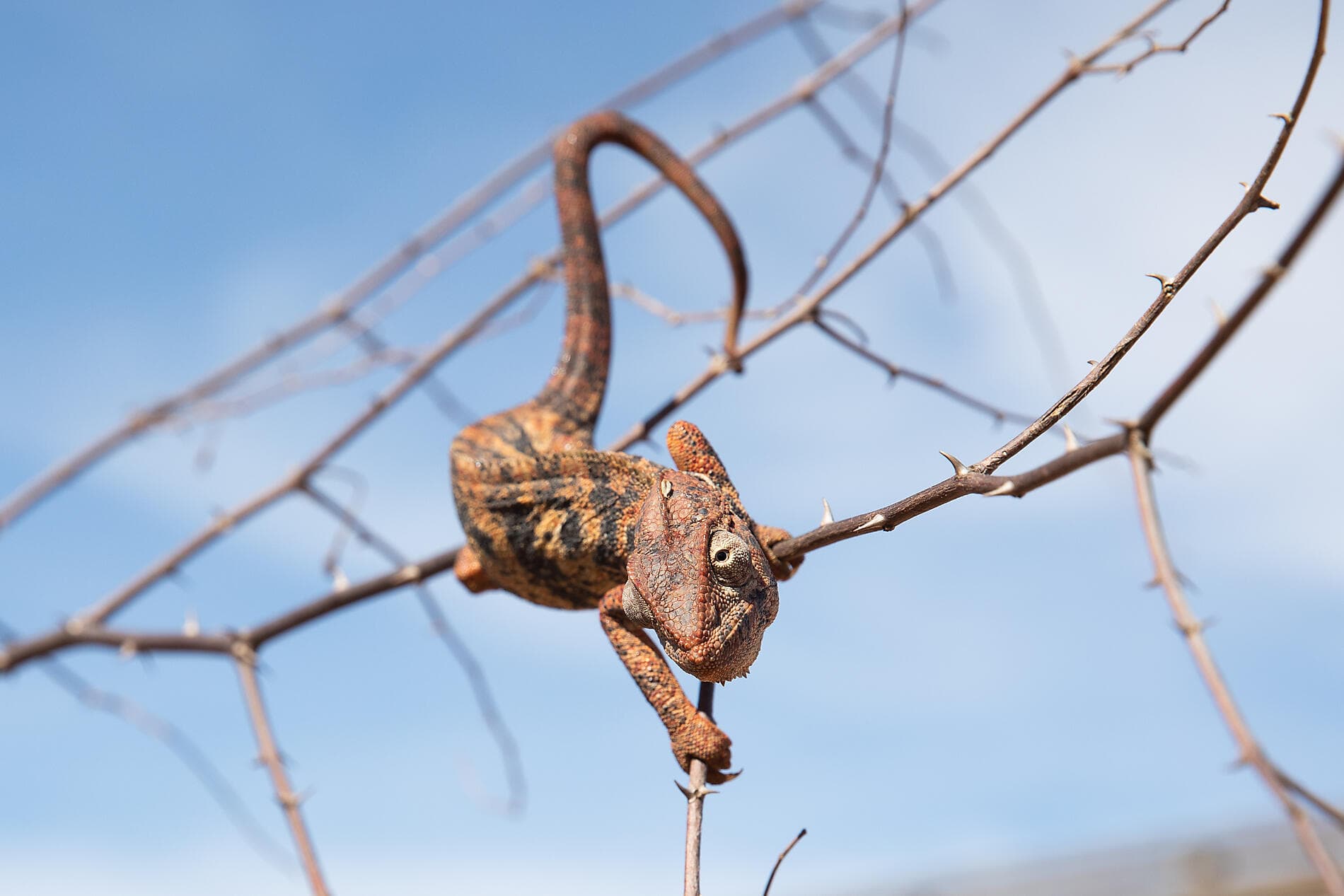Madagaskar und Südafrika 