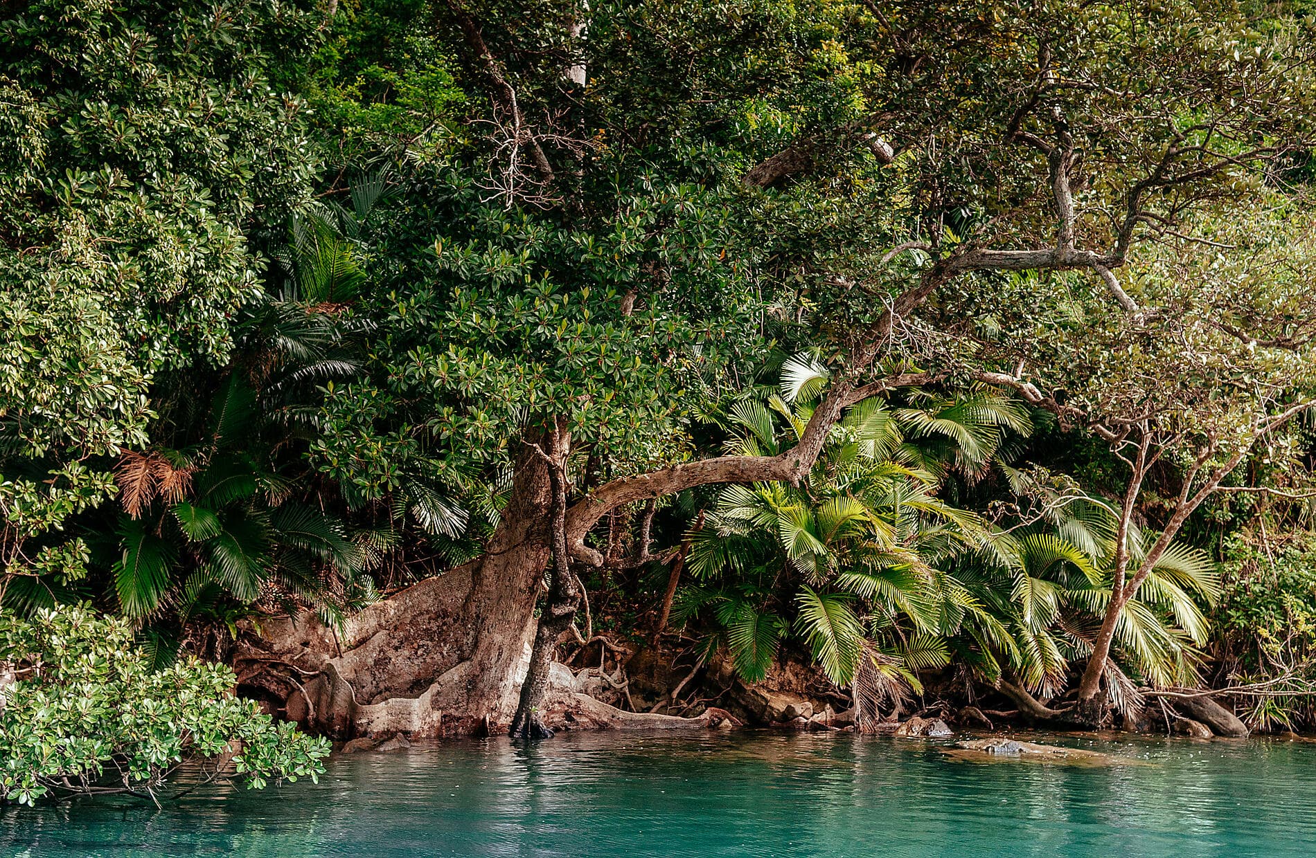 Abenteuer in die subtropischen Inseln Japans