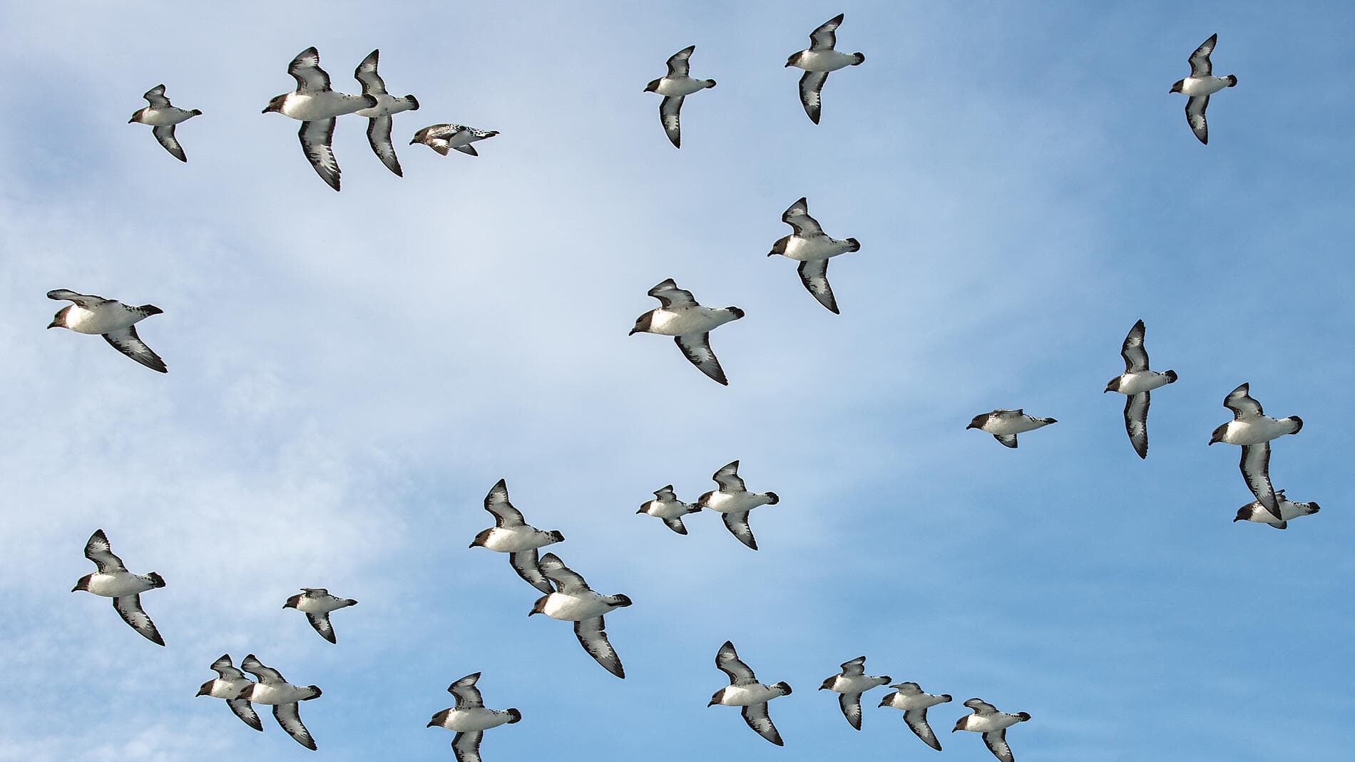 Antarktis, Falklandinseln & Südgeorgien  