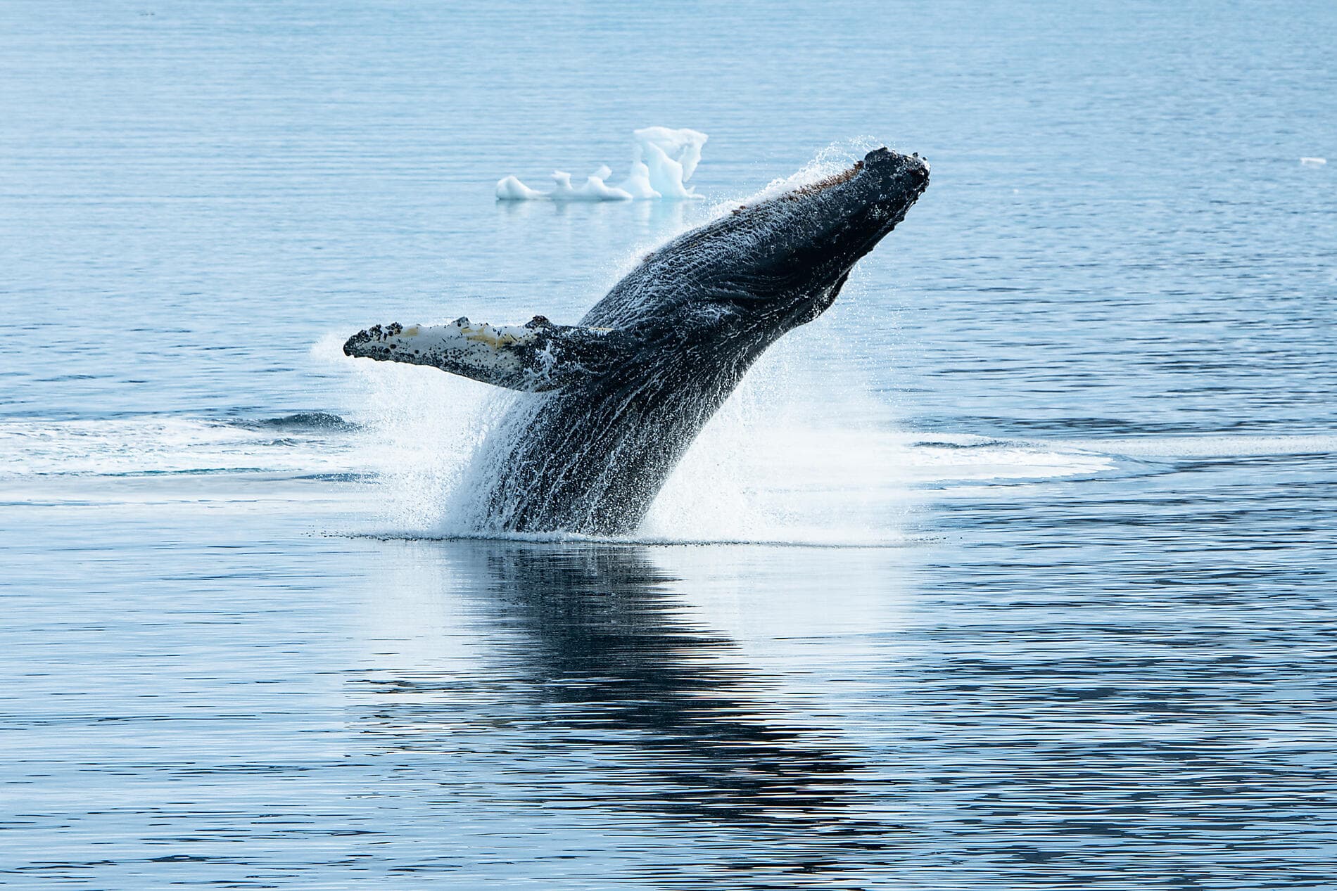 Antarktis, Falklandinseln & Südgeorgien