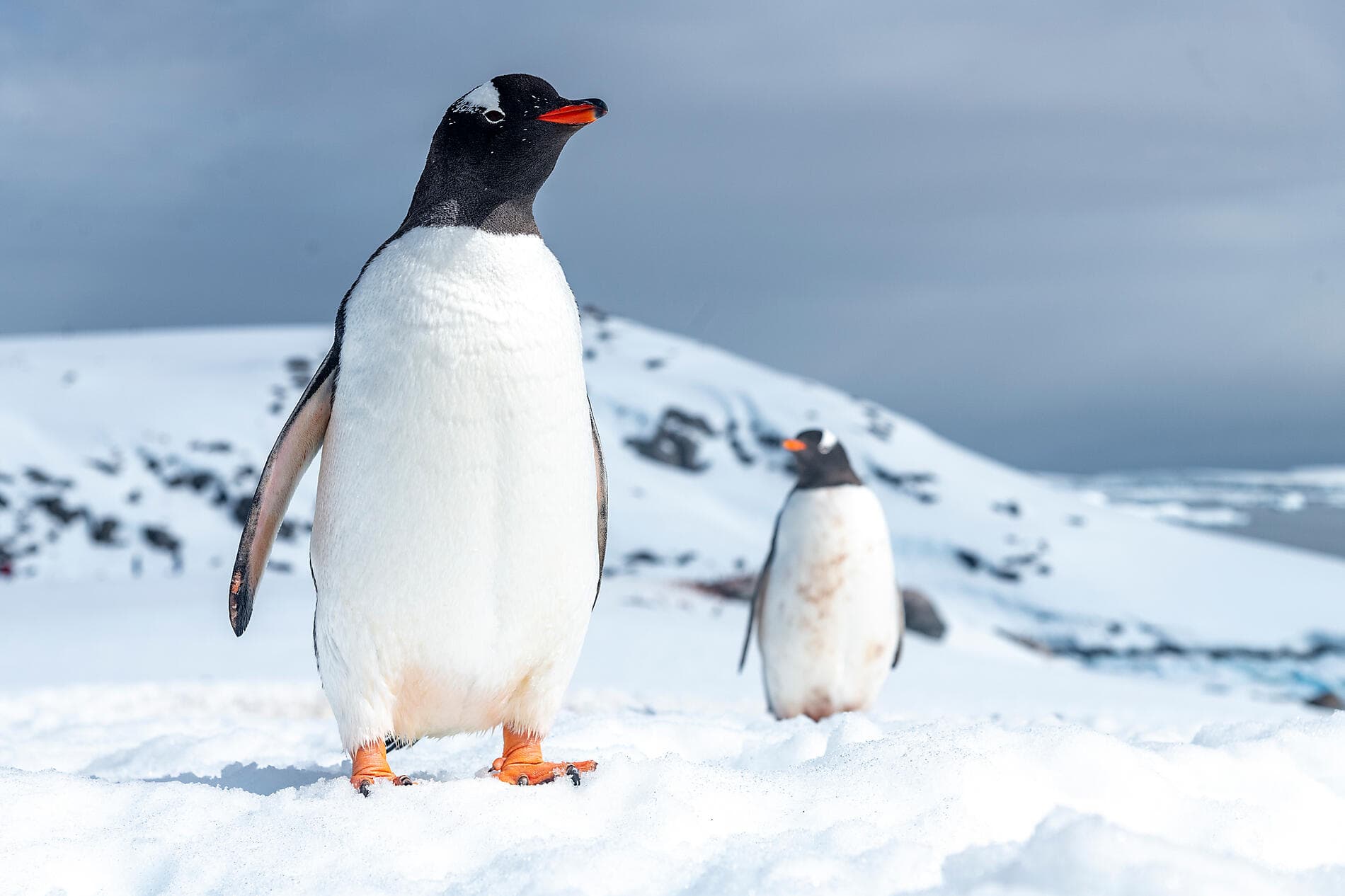 Antarktis: der weiße Kontinent – mit Smithsonian Journeys