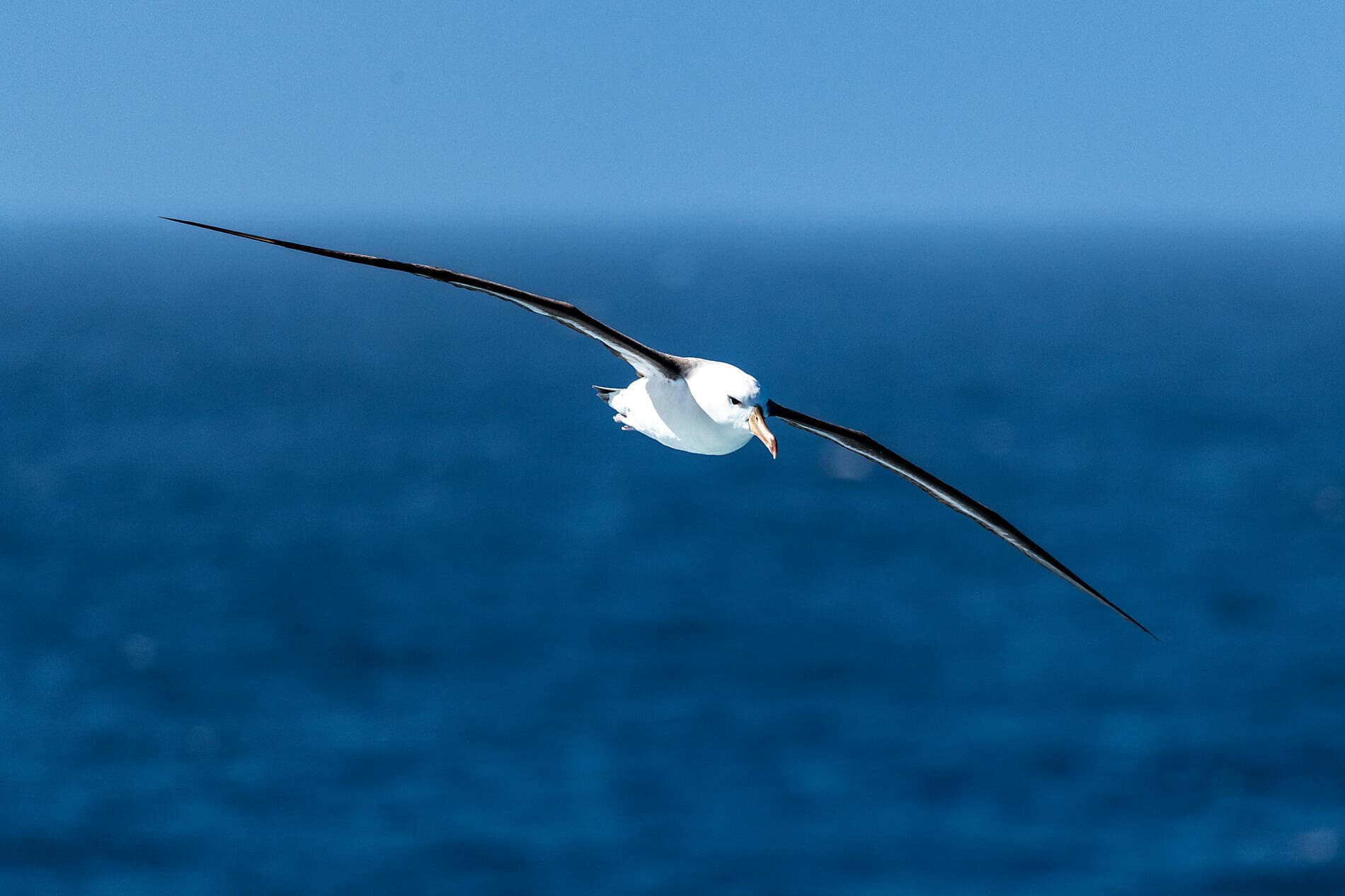 Antarktis: der weiße Kontinent – mit Smithsonian Journeys