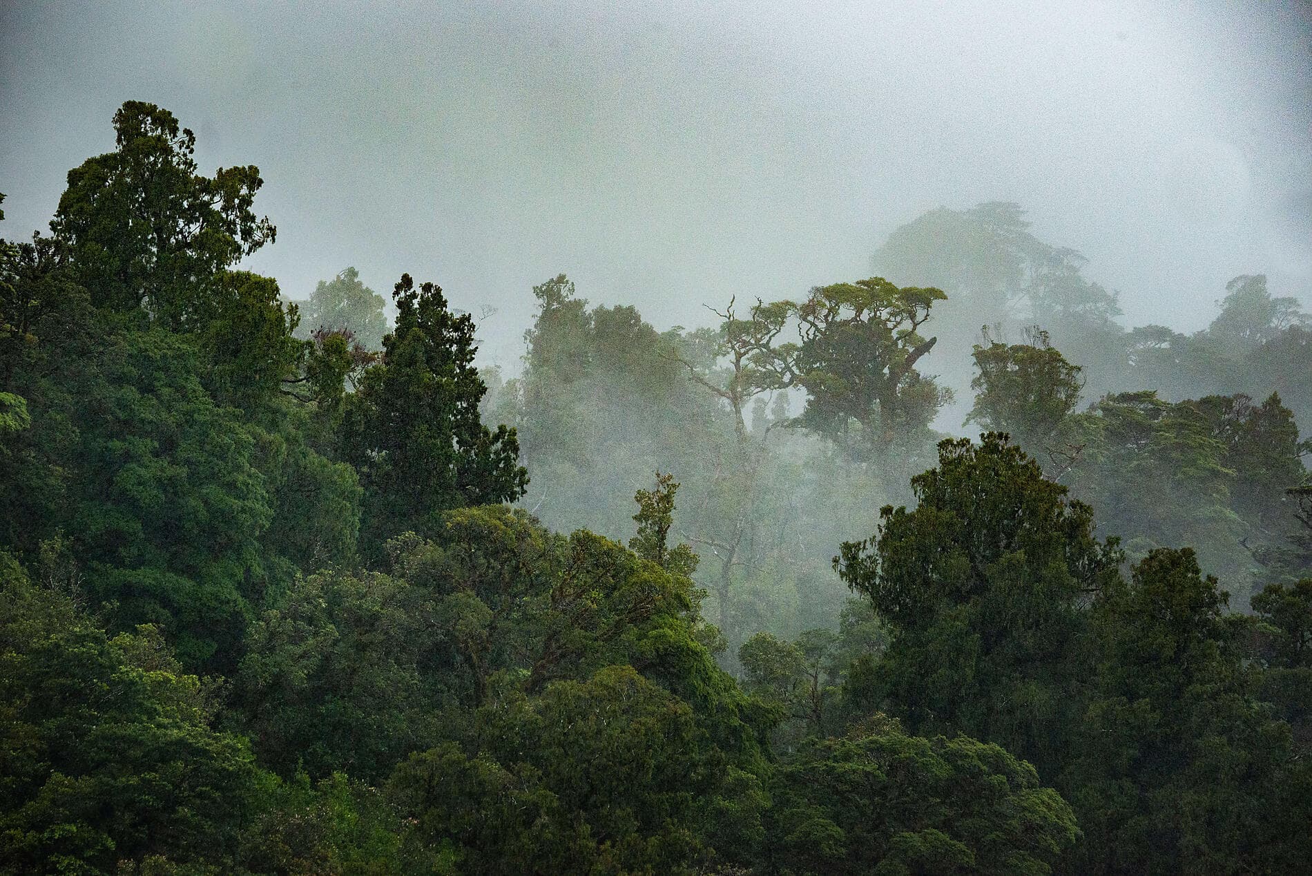 Neuseelands wilde subantarktische Inseln