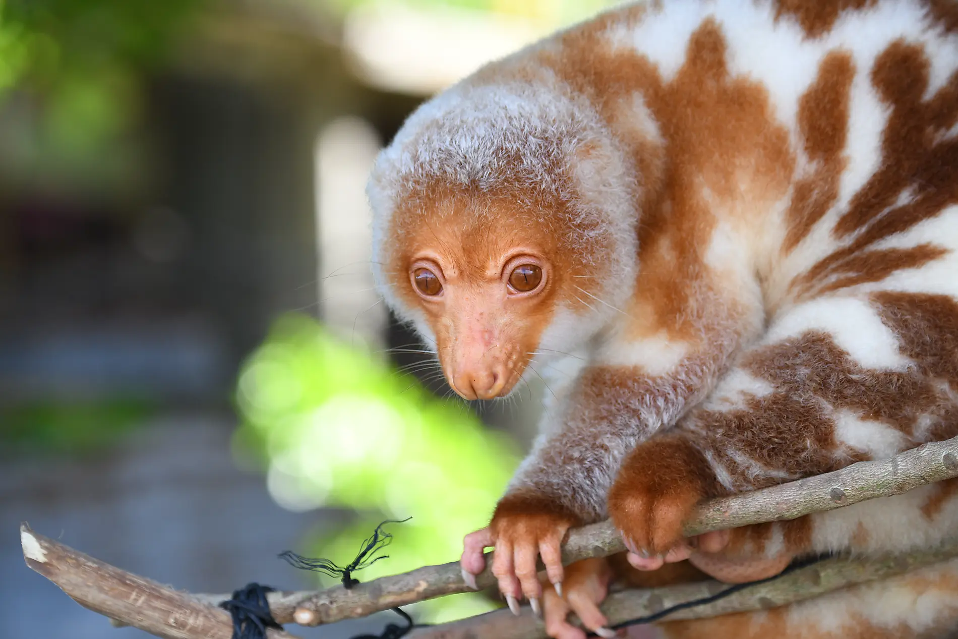 Reise ins Herz von Melanesien