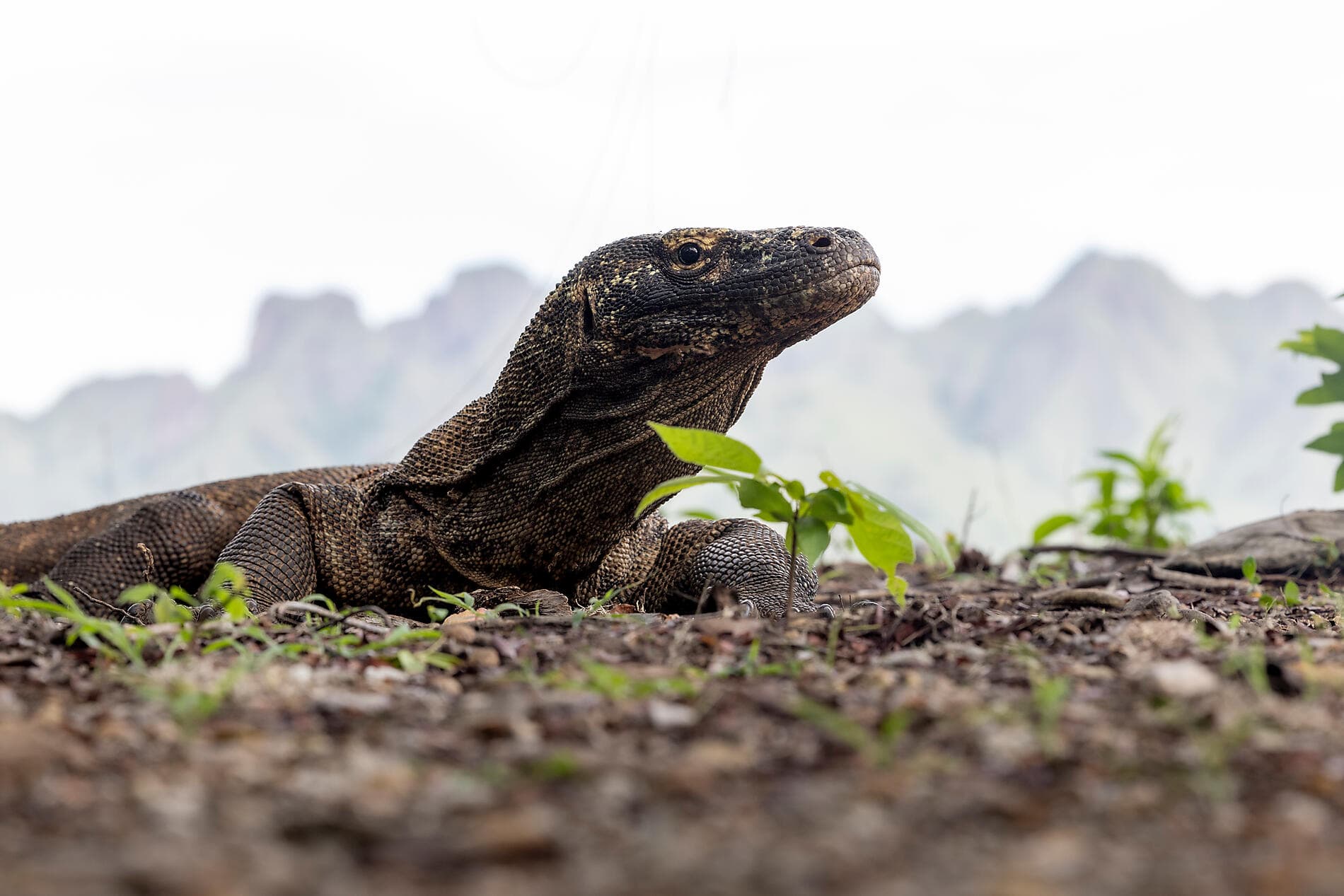 Von den Fidschi-Inseln nach Bali 
