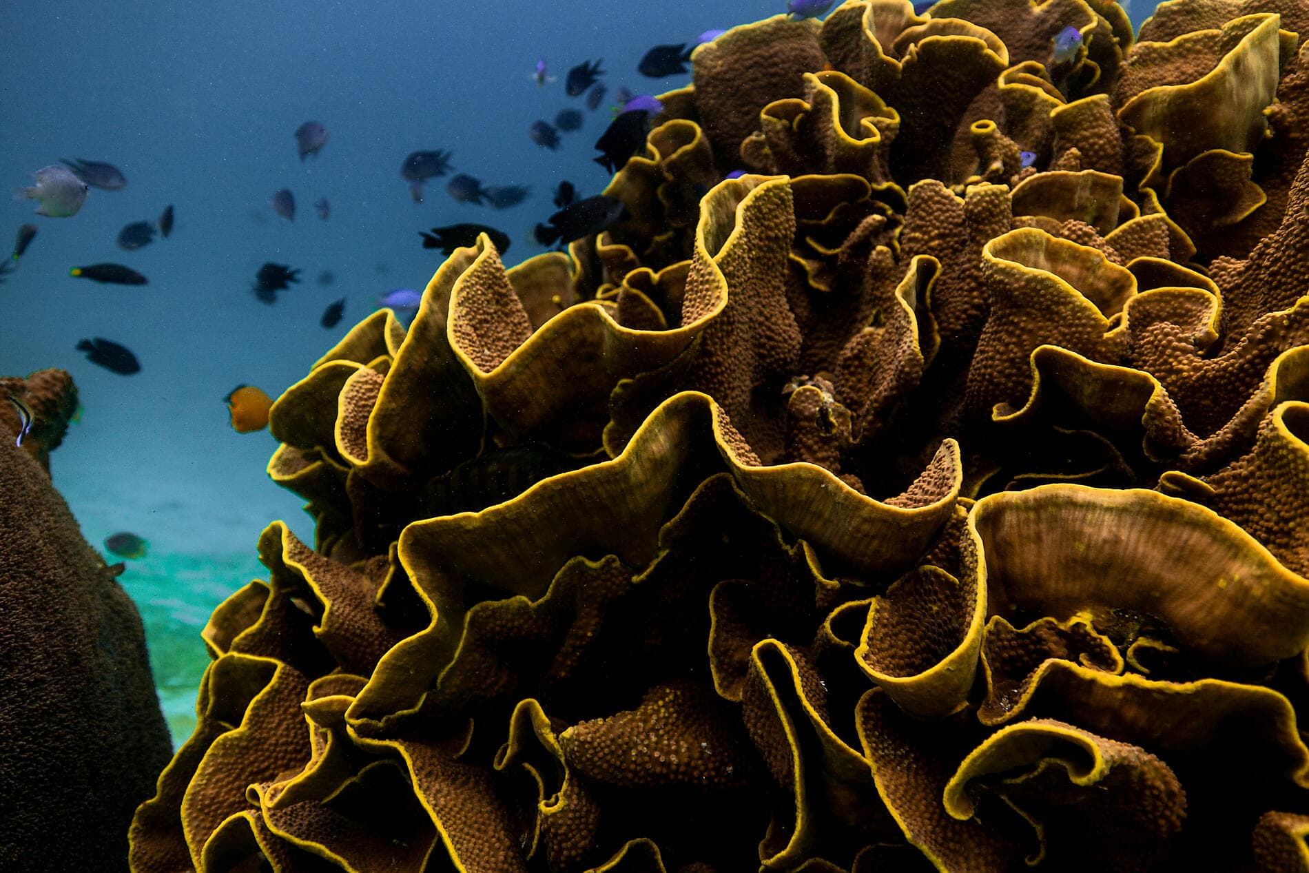 Von den Fidschi-Inseln nach Bali 