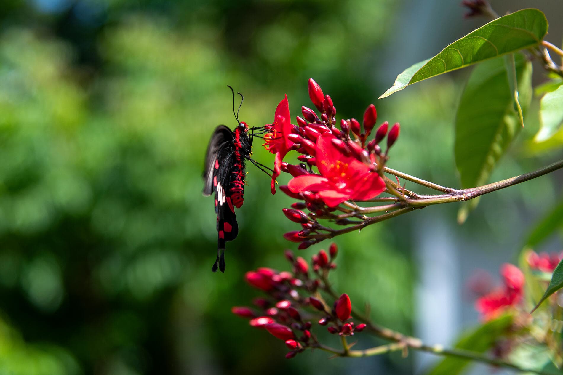 Abenteuer in die subtropischen Inseln Japans 