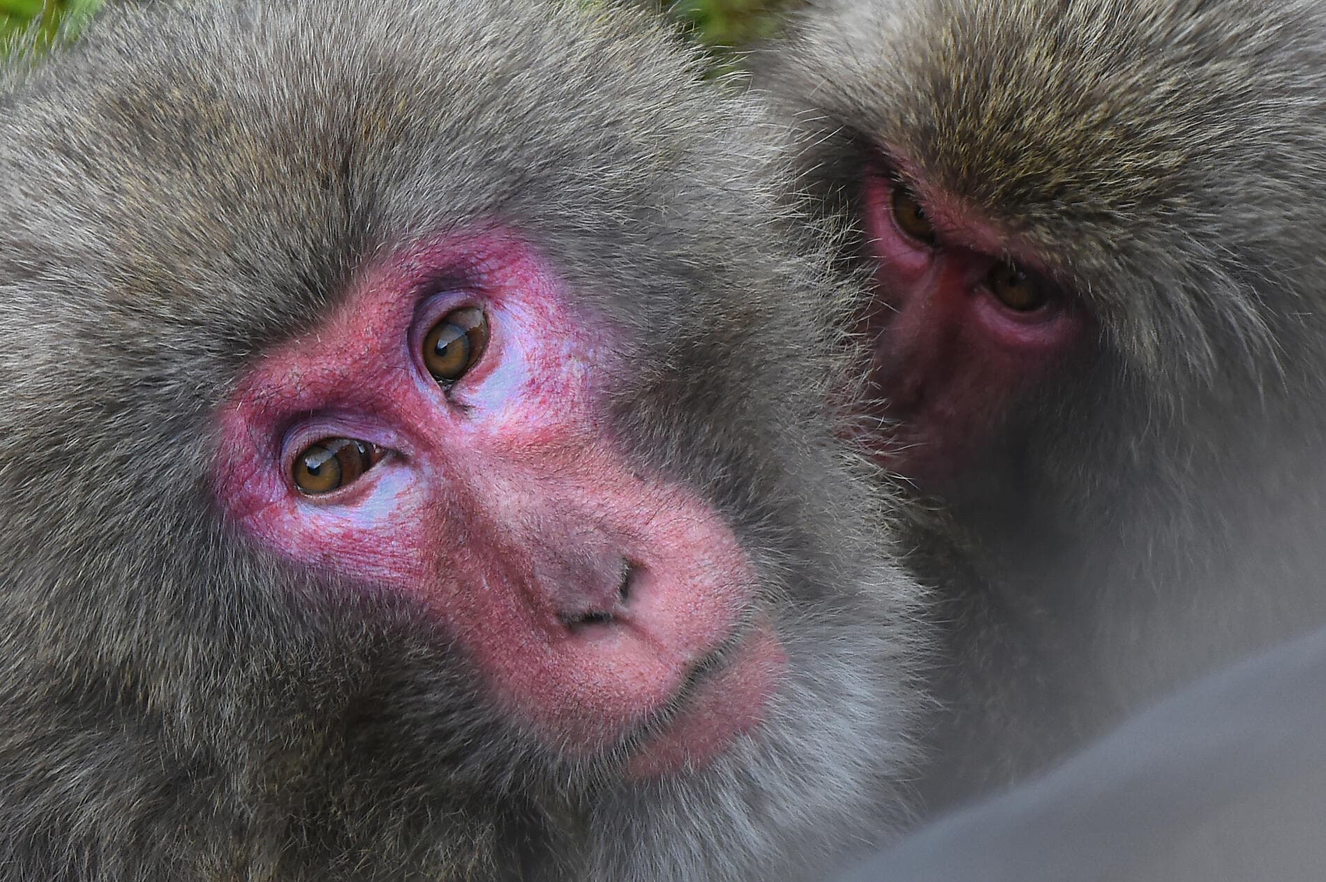 Subtropische Inseln und das ursprüngliche Japan