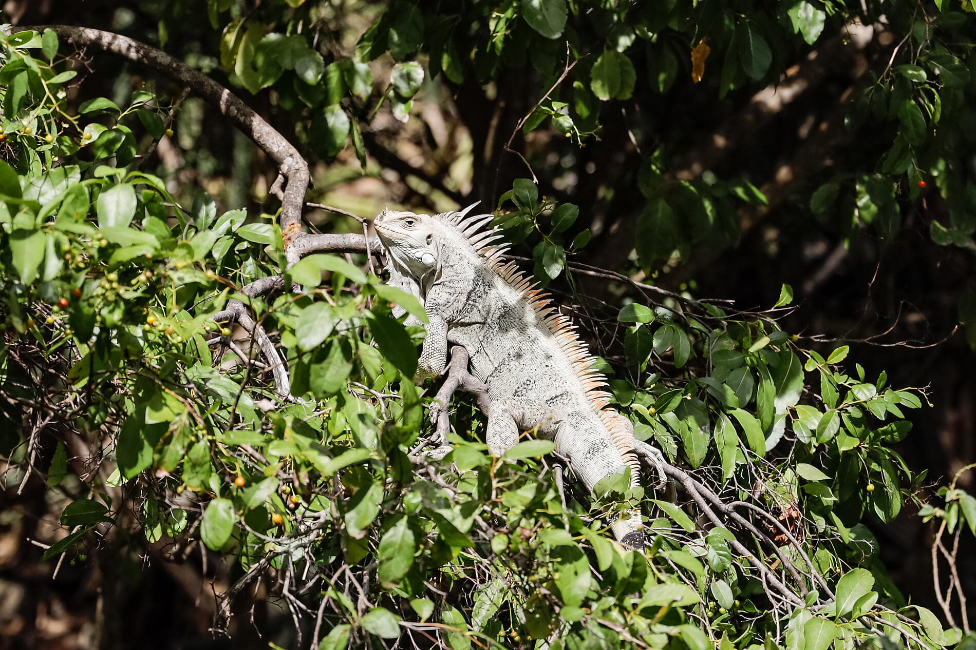 Die Inseln unter dem Winde – Karibik pur