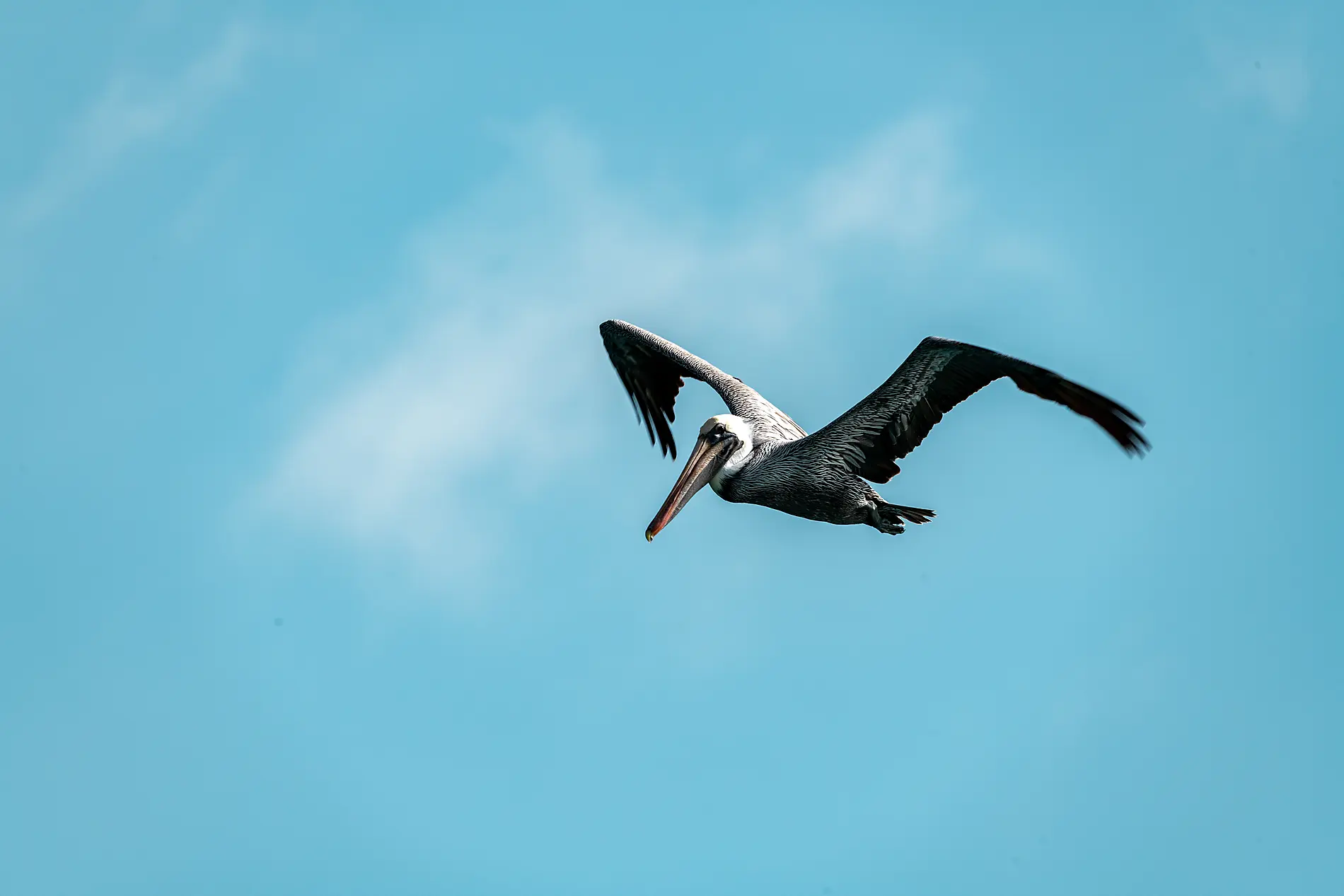 Die Inseln unter dem Winde – Karibik pur
