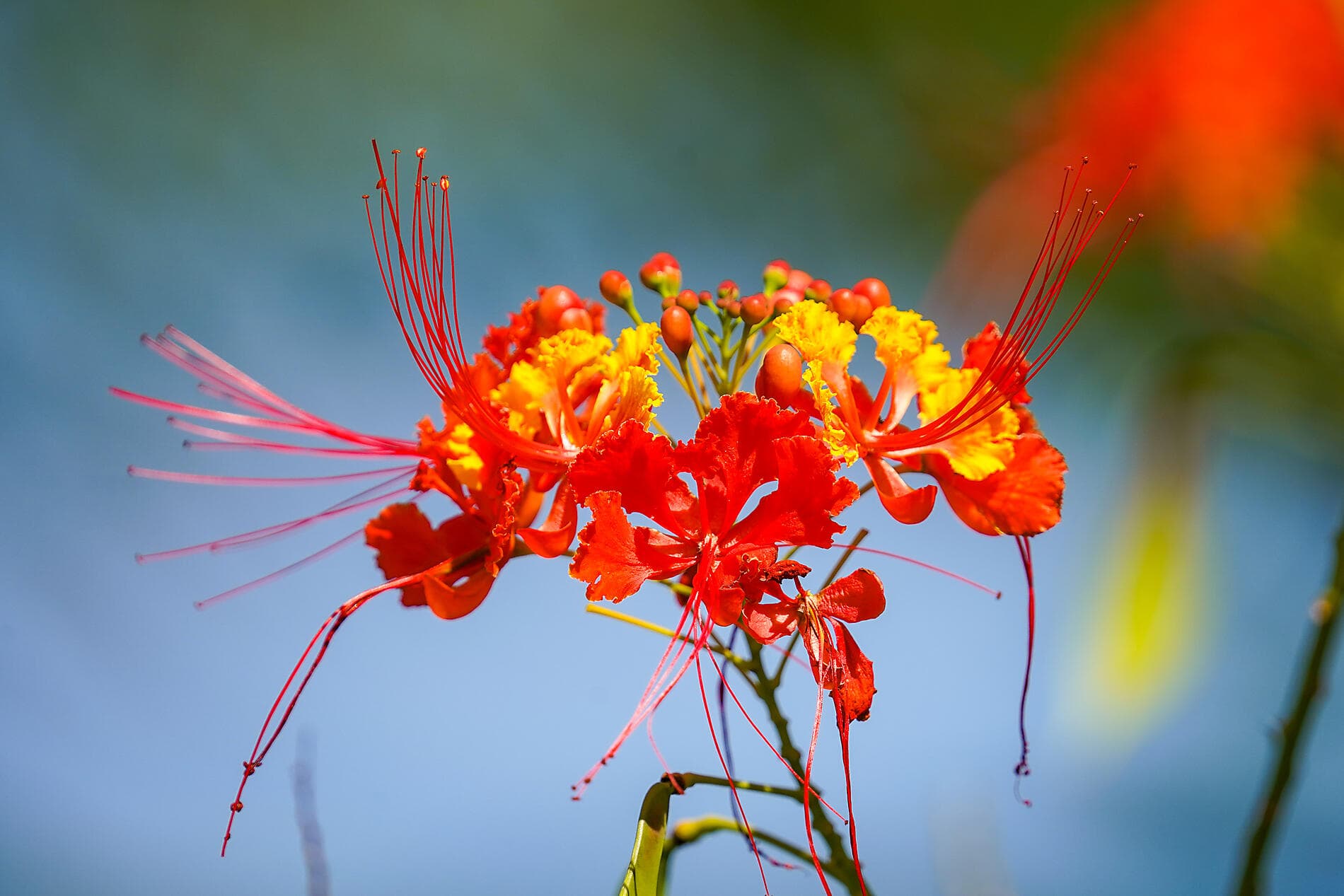 Die Inseln unter dem Winde – Karibik pur