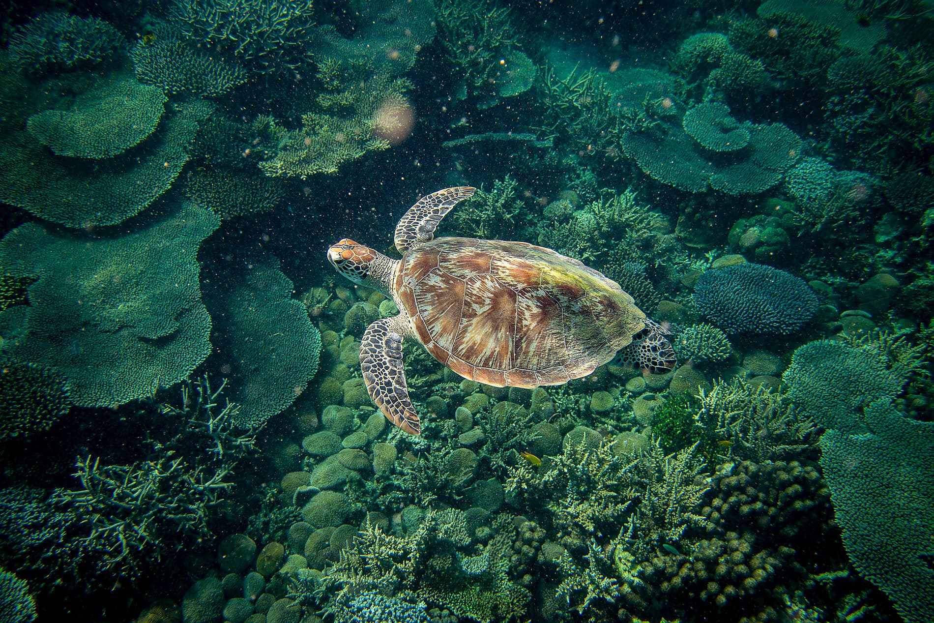 Madagaskar und Südafrika 