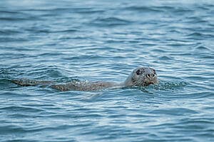 Glass-bottom boat trip