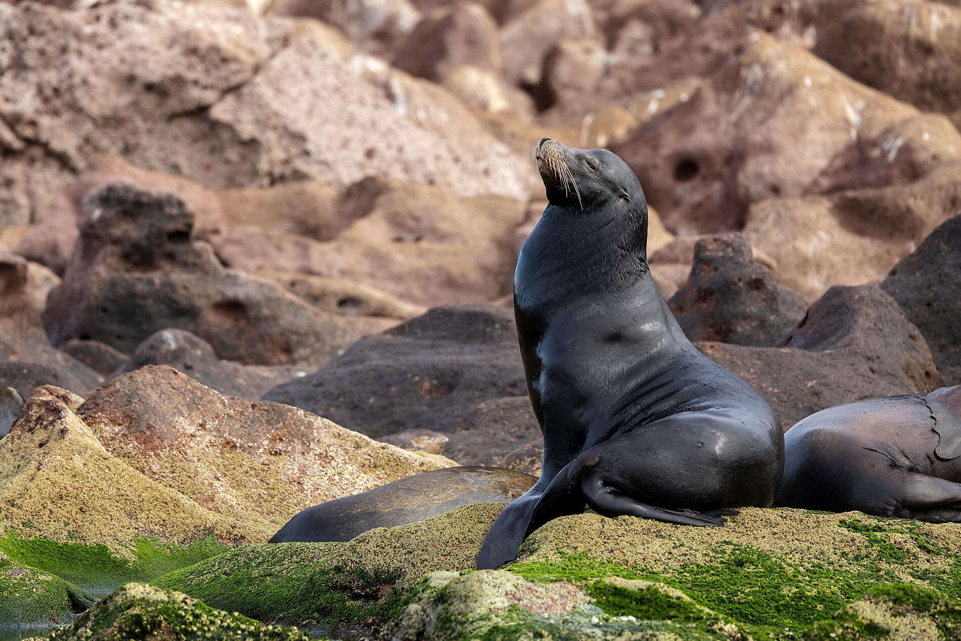 Erkundung im Herzen der Baja California 