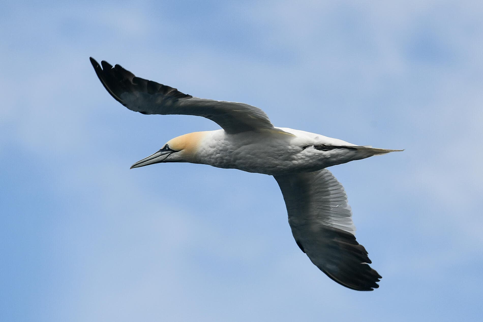 Islands Mosaiklandschaften