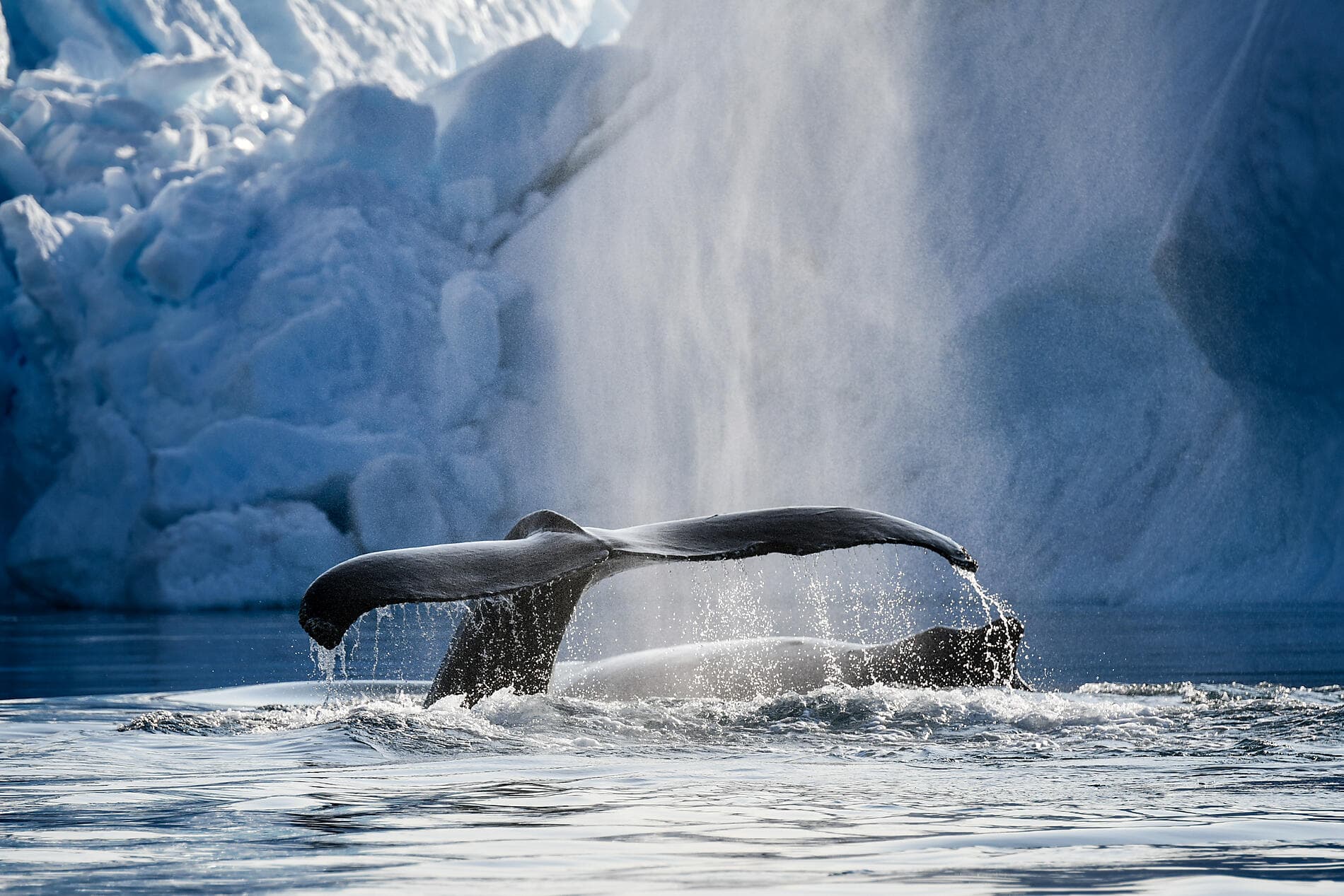 Diskobucht und Inuit-Dörfer