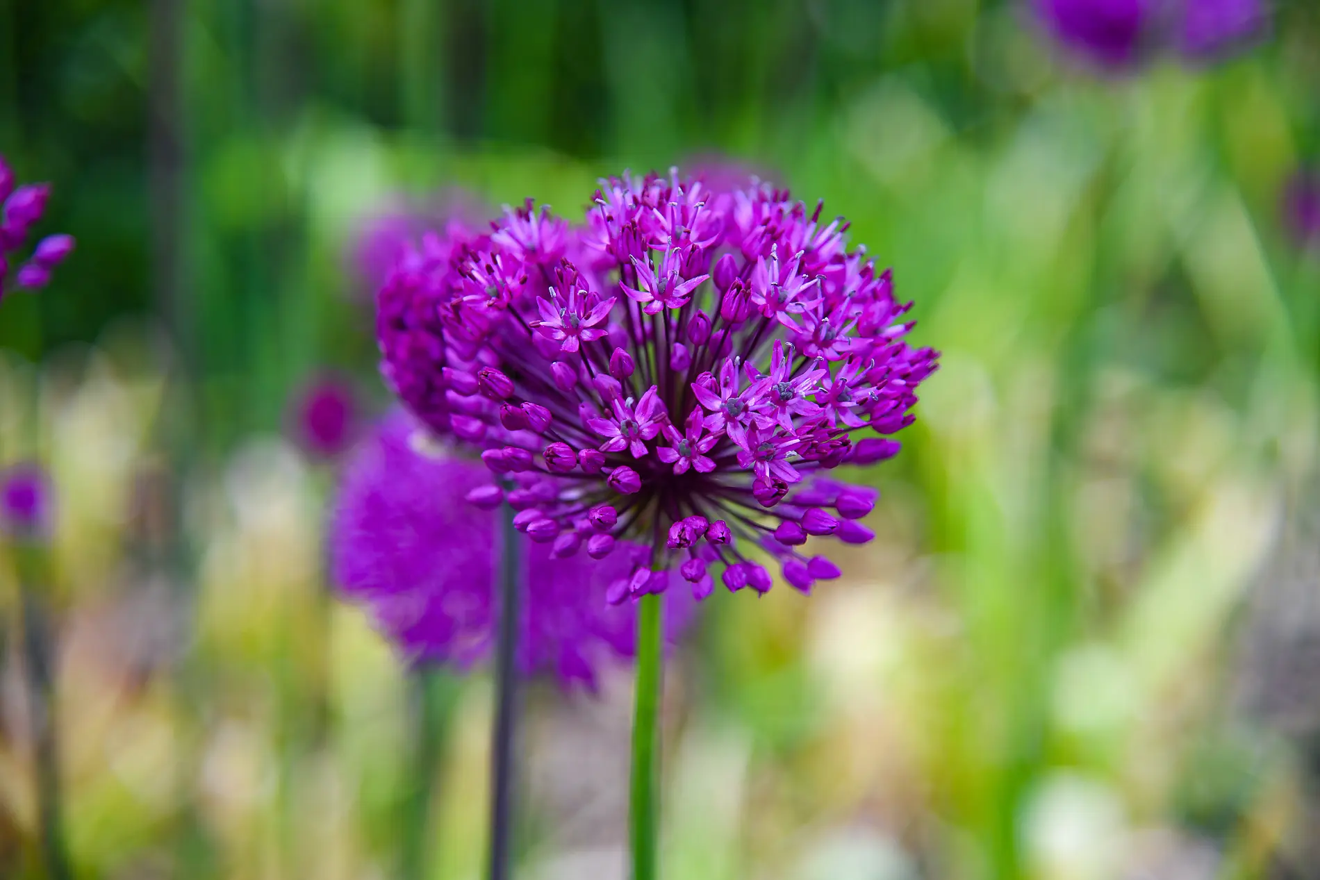 In keltischen Gefilden, von Irland nach Schottland