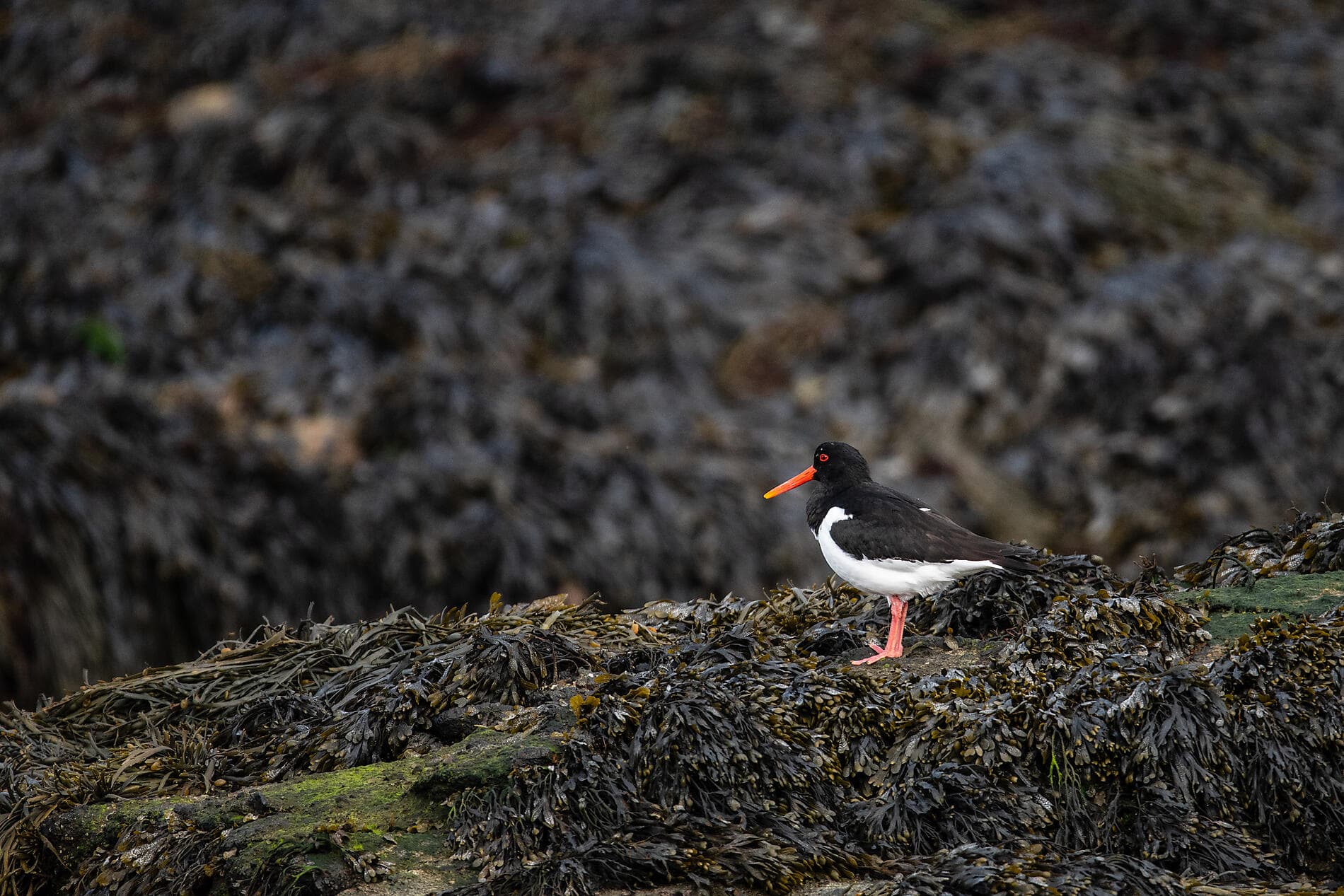 In keltischen Gefilden, von Irland nach Schottland