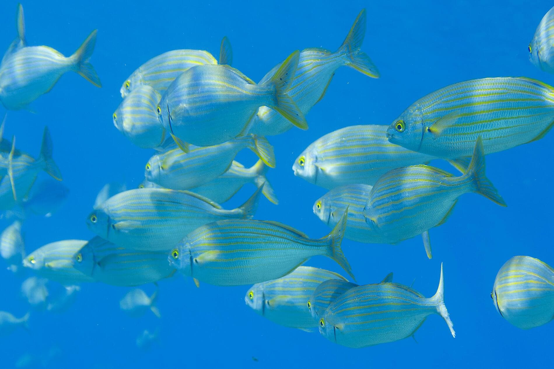 Korsikas Küsten unter den Segeln der Le Ponant 