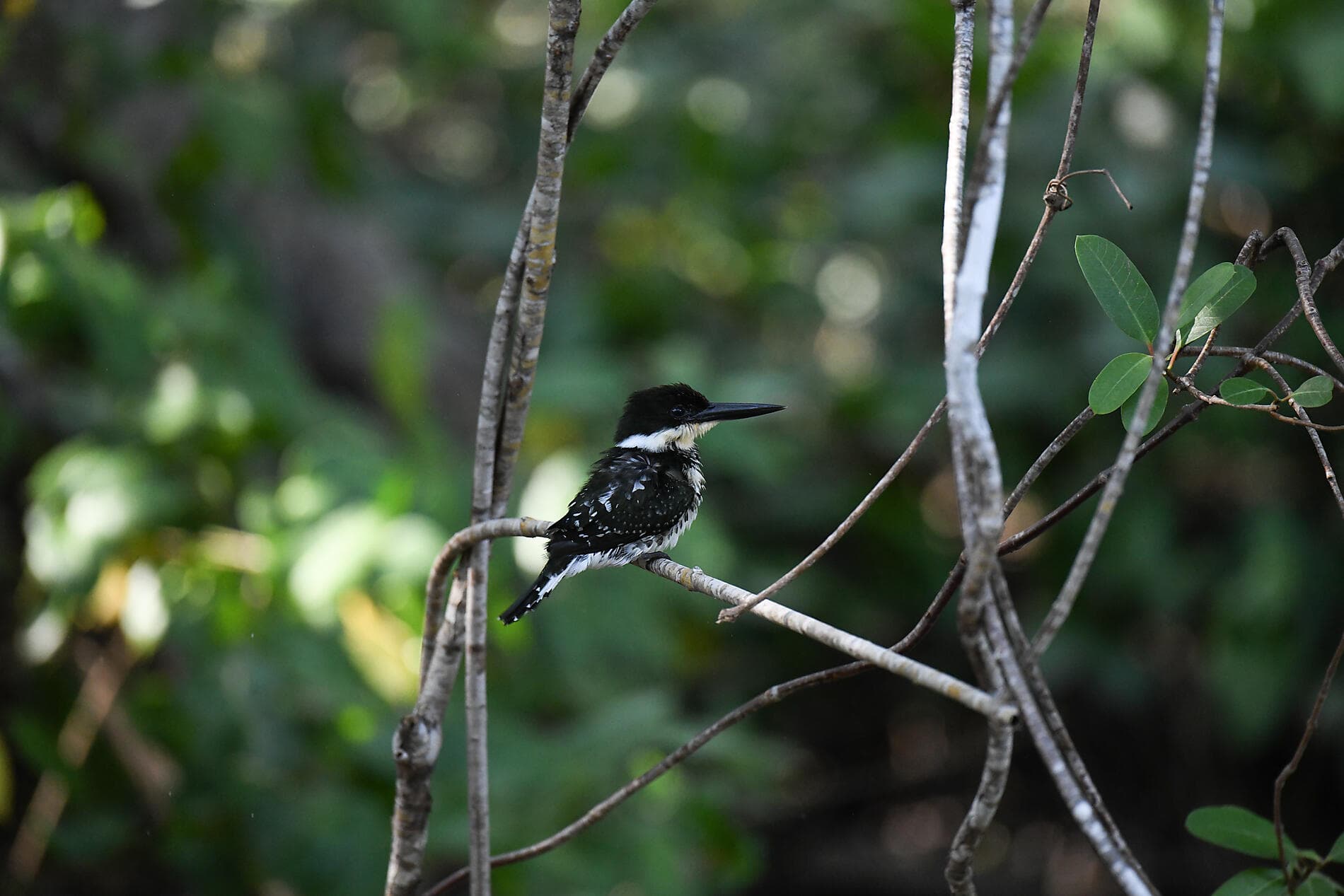 Von der wilden Schönheit Panamas zu den faszinierenden Ufern Perus