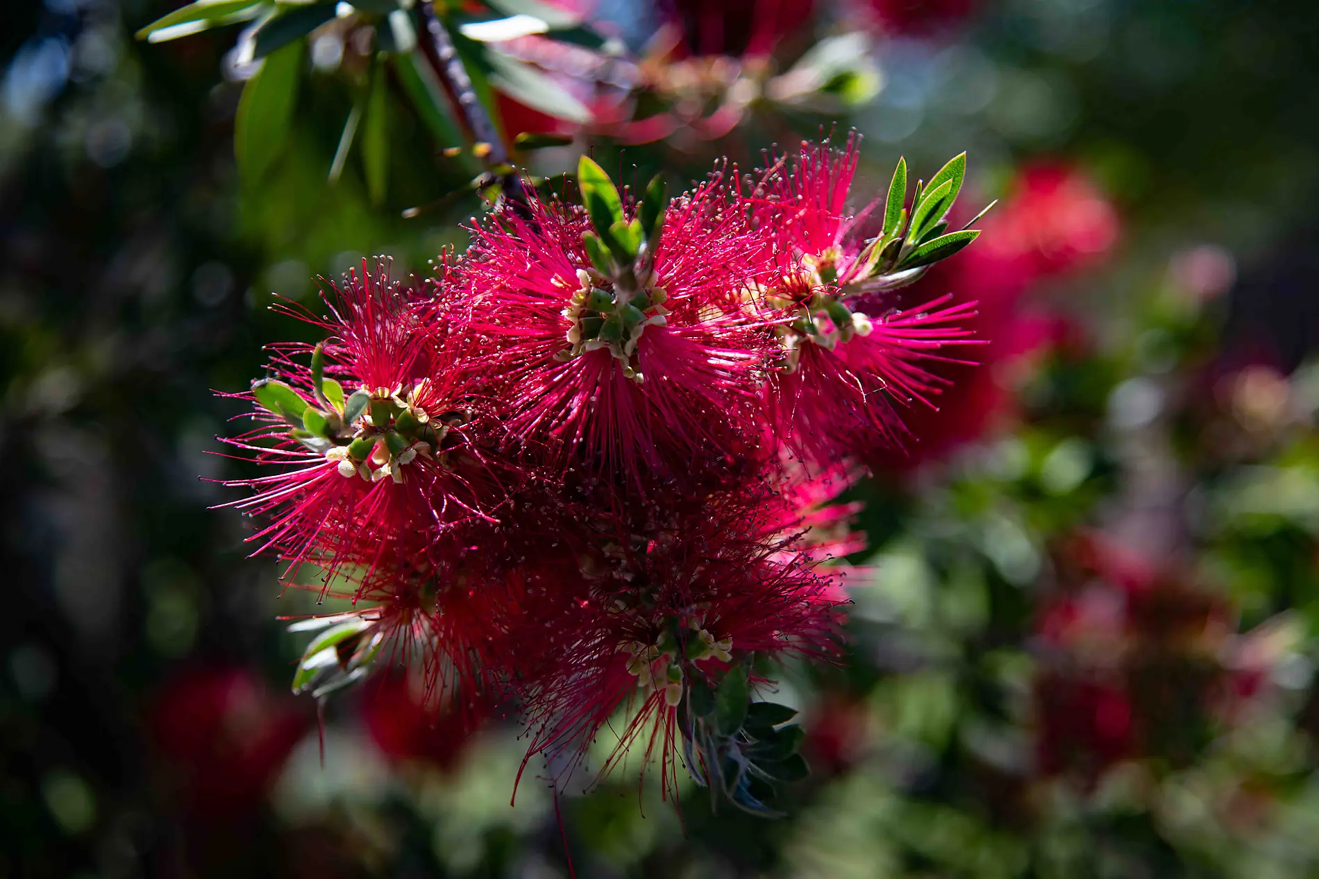 Schätze des Mittelmeers im Frühling 