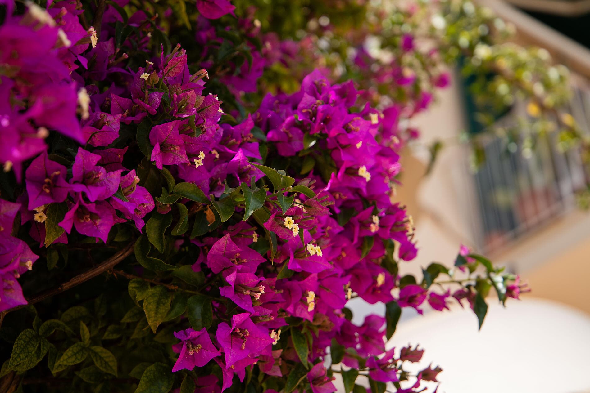 Schätze des Mittelmeers im Frühling 