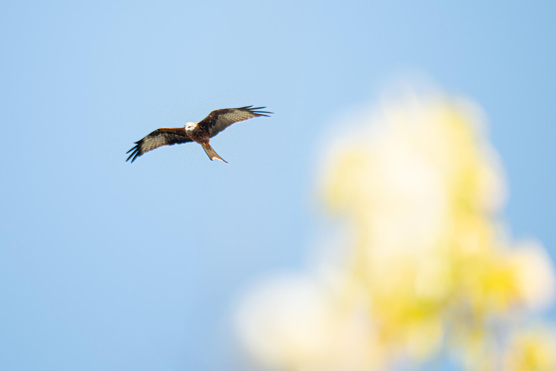 Korsika und iberische Küsten 