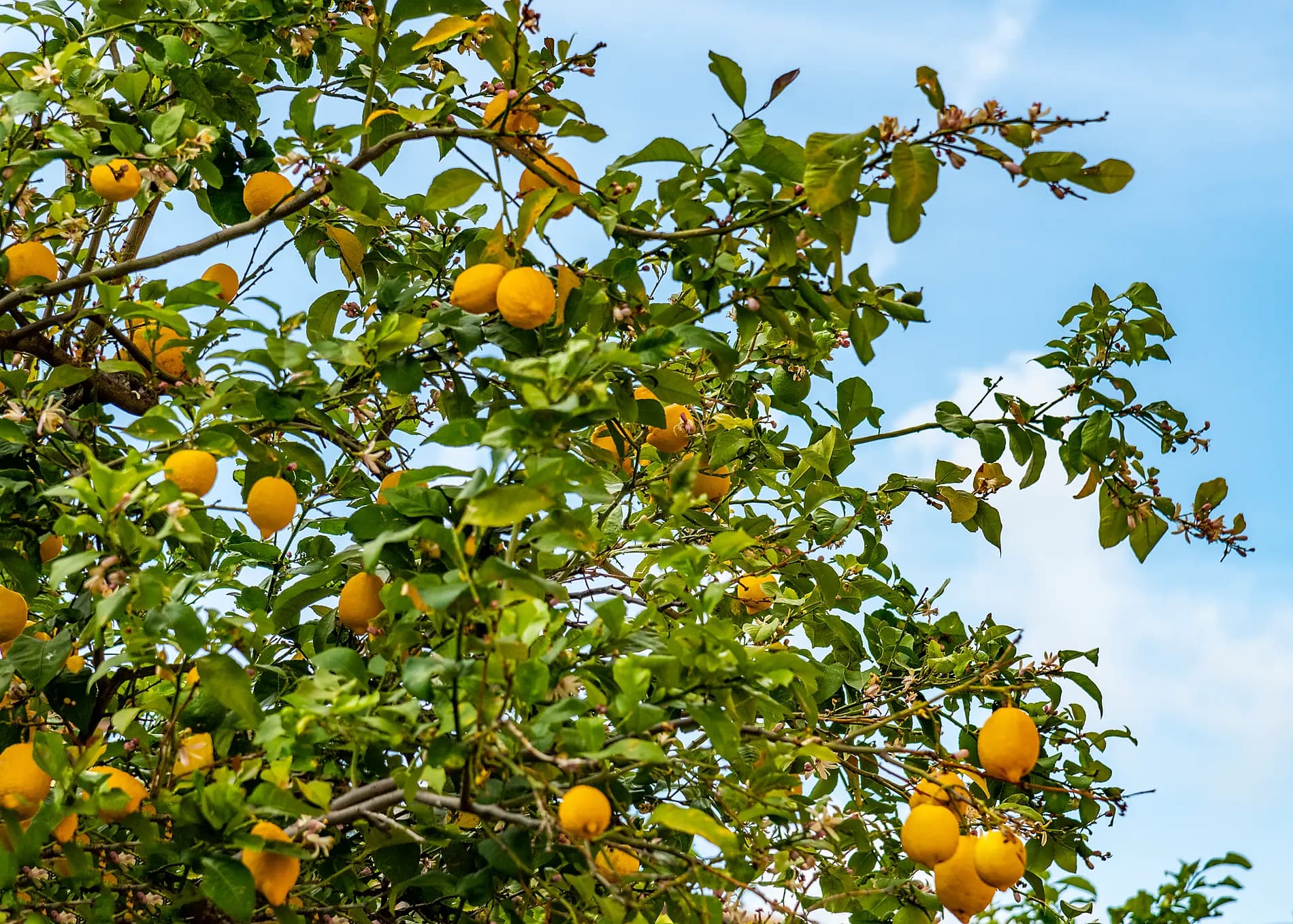 Von Ligurien bis nach Sizilien – unter den Segeln der Le Ponant