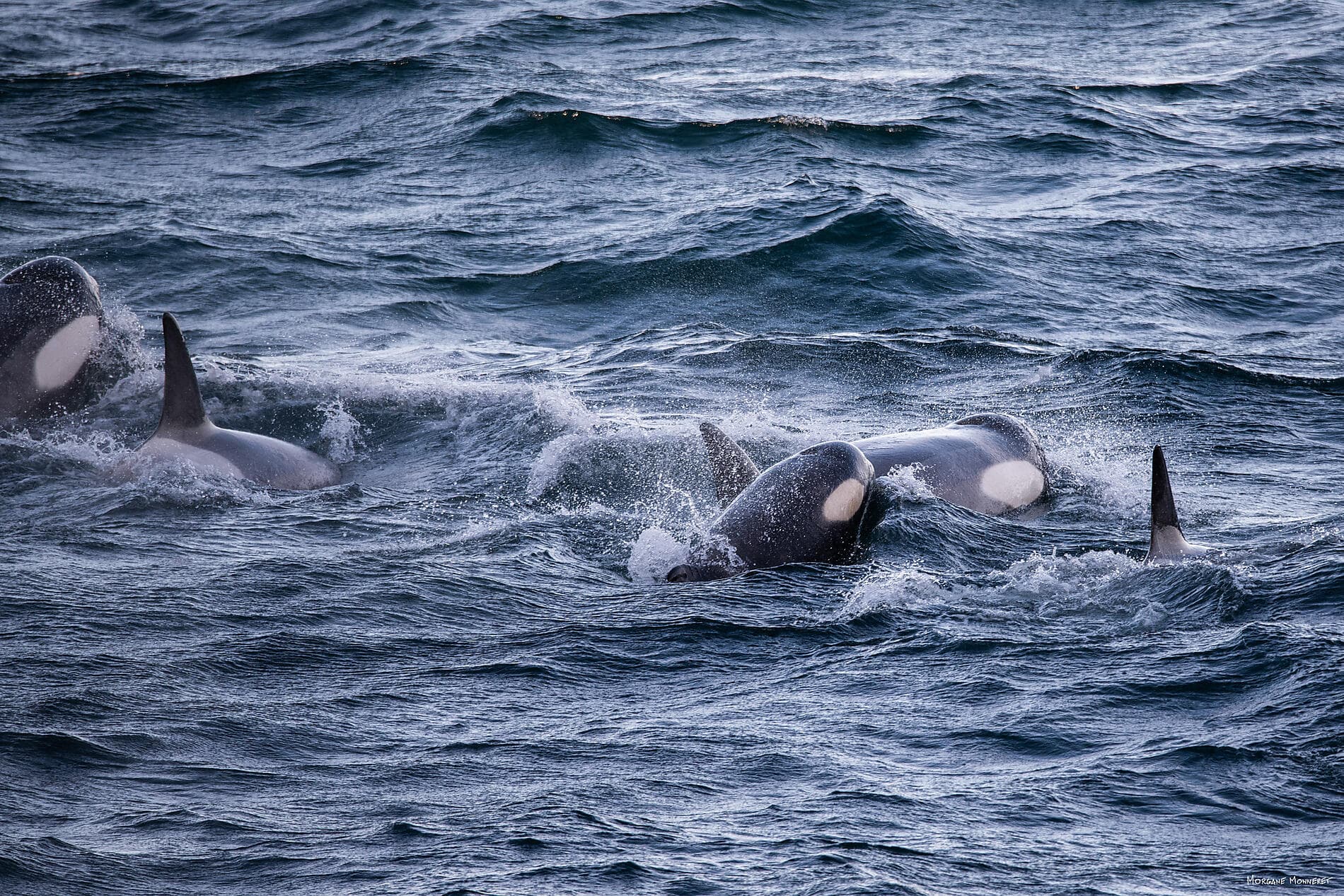 Halbrundung Antarktis – Entdeckung der Westküste 